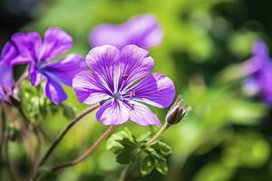 AI generated Geranium wilfordii flower. AI Generated photo