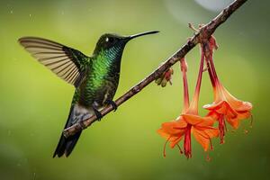 AI generated Hummingbird in Costa Rica. AI Generated. photo