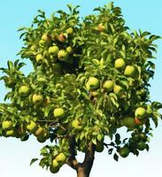 ai generado un hermosa verde manzana árbol. ai generado foto