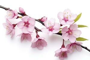 AI generated Sakura flowers isolated on white background. AI Generated photo