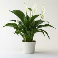 AI generated Peace Lily on a plain white background. AI Generated photo