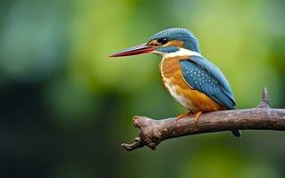 ai generado el común martín pescador humedales pájaro de colores plumas desde diferente aves. generativo ai foto