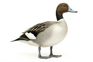 AI generated Northern pintail isolated on white background. AI Generated. photo