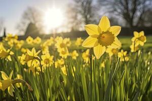 AI generated Daffodils in spring backlit by sun. AI Generated photo