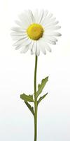 AI generated Common daisy isolated on white background. AI Generated photo