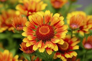 ai generado gaillardia o cobija flor. brillante y vistoso sombras de calentar tonos ai generado foto