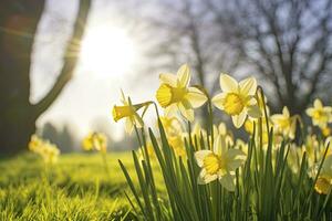 AI generated Daffodils in spring backlit by sun. AI Generated photo