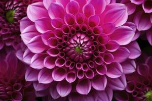 AI generated Dahlia flower background.  AI Generated. photo