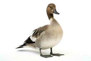 AI generated Northern pintail isolated on white background. AI Generated. photo