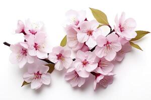 AI generated Sakura flowers isolated on white background. AI Generated photo