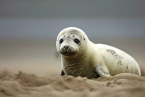 AI generated Harbor seal cub. AI Generated photo