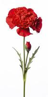 AI generated Red Carnation isolated on white background. AI Generated photo