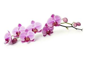 AI generated Pink Orchid isolated on white background. AI Generated photo