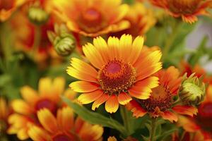 ai generado gaillardia o cobija flor. brillante y vistoso sombras de calentar tonos ai generado foto