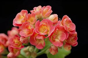 ai generado kalanchoe Blossfeldiana. ai generado foto