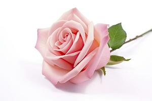 AI generated Pink rose isolated on white background. AI Generated photo