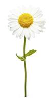 AI generated Common daisy isolated on white background. AI Generated photo