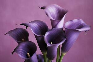 AI generated Bouquet of purple calla lilies against purple background.AI Generated photo