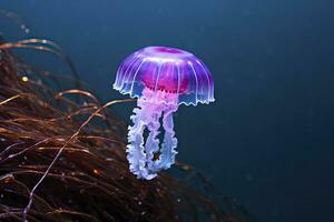 AI generated Mauve stinger purple jellyfish. AI Generated. photo