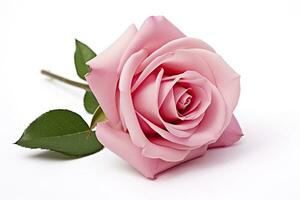 AI generated Pink rose isolated on white background. AI Generated photo