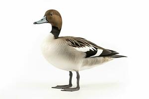 AI generated Northern pintail isolated on white background. AI Generated. photo