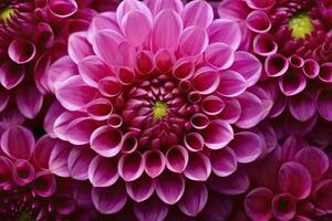 AI generated Dahlia flower background.  AI Generated. photo