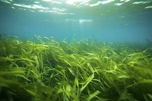 ai generado submarino ver de un grupo de fondo del mar con verde pastos marinos. ai generado foto