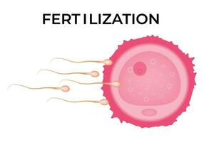 fertilización Ciencias diseño vector ilustración diagrama