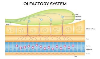 Olfactory System Science Design Vector Illustration Diagram