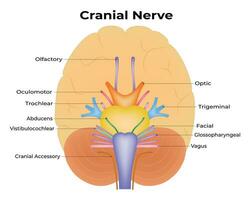 Cranial Nerve Science Design Vector Illustration Diagram