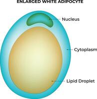 Enlarged White Adipocyte Science Design Vector Illustration