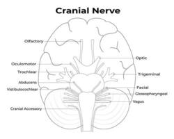 Cranial Nerve Science Design Vector Illustration Diagram