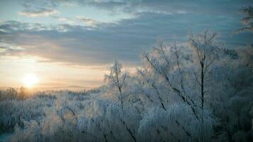 ai generado escarcha besado ramas a amanecer realce el primero ligero de día fundición un suave resplandor en escarchado sucursales, creando un cautivador jugar de ligero y sombra en el invierno bosque. foto