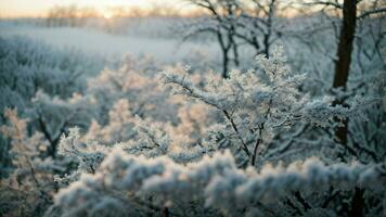 ai generado escarcha besado ramas a amanecer realce el primero ligero de día fundición un suave resplandor en escarchado sucursales, creando un cautivador jugar de ligero y sombra en el invierno bosque. foto