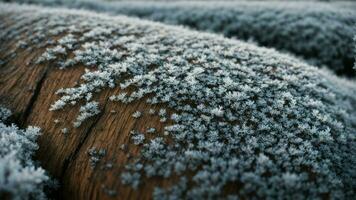 ai generado describir el intrincado patrones de escarcha en el ladrar de un caduco árbol durante un frío invierno Mañana. foto