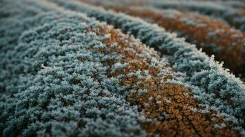 AI generated Describe the intricate patterns of frost on the bark of a deciduous tree during a cold winter morning. photo