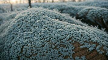 AI generated Describe the intricate patterns of frost on the bark of a deciduous tree during a cold winter morning. photo