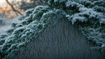 AI generated Describe the intricate patterns of frost on the bark of a deciduous tree during a cold winter morning. photo