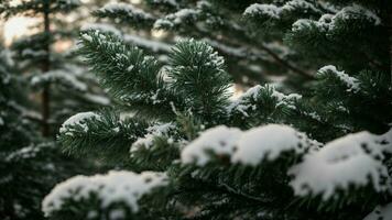 AI generated Illustrate the contrast between the dark evergreen needles and the pristine snow settling on the branches of a coniferous tree. photo