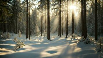 AI generated Describe the intricate interplay of shadows and light in a dense pine forest during winter, where each needle is delicately coated with snow, and the sunlight filters through the photo