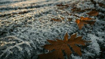 ai generado enfocar en en el intrincado patrones formado por hielo en el ladrar de varios árbol especies, enfatizando el diversidad en textura y cómo cada árbol tipo reacciona diferentemente a invierno condiciones. foto