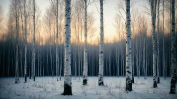 AI generated Paint a vivid picture of the tranquil winter twilight in a birch grove, focusing on the unique patterns created by the contrast between the white bark and the deep blue hues of the sky. photo