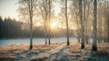 ai generado ilustrar el momento cuando el primero rayos de amanecer Beso el escarchado consejos de abedul arboles en un tranquilo invierno paisaje. foto