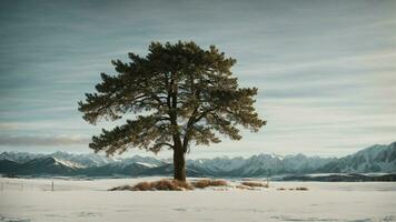 AI generated Craft a poem inspired by the resilience of a lone pine standing tall amidst a snowy expanse. photo