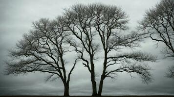 AI generated Detail the contrast between the stark silhouettes of leafless trees against a pale, overcast winter sky. photo