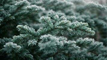 AI generated Explore the hidden stories within the intricate patterns of frost on a solitary pine tree. photo