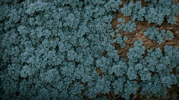 ai generado detalle el elaborar patrones grabado por escarcha en el ladrar de un nudoso, curtido por el clima roble árbol. foto