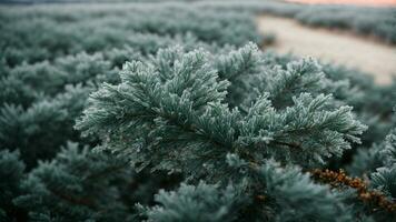 AI generated Explore the hidden stories within the intricate patterns of frost on a solitary pine tree. photo