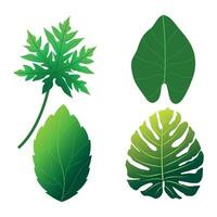 A set of hand drawn illustrations of a variety of fresh green leaves vector