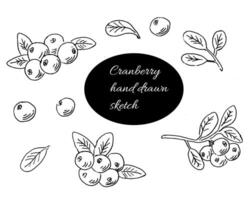 Cranberry Hand Drawn sketch outline set. Vector illustration isolated. Vector illustration included cranberry plant parts - berry, leaves, branches.